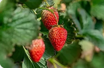 Strawberries grown in Cubictree